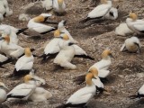 Gannets with Chicks 1