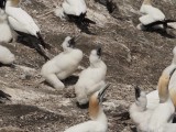 Gannets with Chicks 4
