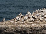 Gannet Colony 3