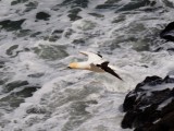 GIF 41