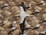 Muriwai Beach Gannets 2020-2021