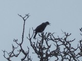Tui Parson Bird