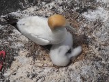 Gannet with Chick 1