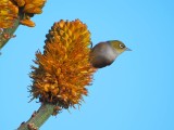 Wax Eye 17