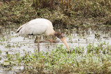 Web IMG_7420.jpg