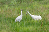 Web IMG_7187.jpg