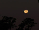 excess moons gallery