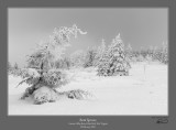 Bent Spruce Winter.jpg