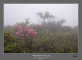Azalea Laurel Fog 2.jpg