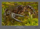 Crayfish on Bog.jpg