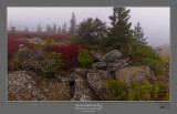 Spruce Garden Fog 5.jpg