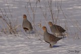 Perdrix grise (Gray Partridge)