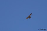 Aigle royal (Golden Eagle)