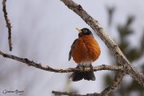 Merle d'Amérique (American Robin)