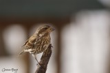 Roselin pourpr (Purple Finch)