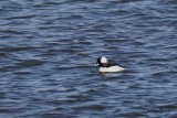 Petit Garrot (Bufflehead)