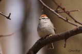 Bruant familier (Chipping Sparrow)