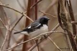 Paruline bleu (Black-throated Blue Warbler)