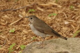 Grive à joues grises (Gray-cheeked Thrush)