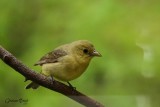 Piranga carlate (Scarlet Tanager)