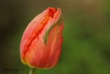 Tulipe