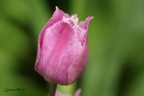 Tulipe