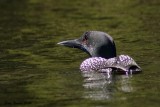 Plongeon huard (Common Loon)