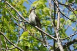 Coulicou  bec noir (Black-billed Cuckoo)