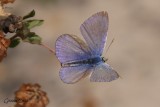 Bleu argenté (Glaucopsyche lygdamus couper)