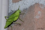 Scuddrie  ailes oblongues
