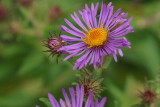 Aster