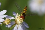 Famille syrphides