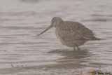 Barge hudsonienne (Hudsonian Godwit)