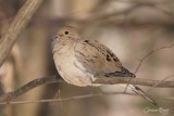 Tourterelle triste (Mourning Dove)