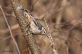 Sittelle  poitrine blanche (White-breasted Nuthatch)