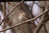 Bruant vesperal (Vesper Sparrow)
