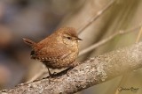 Troglodyte des frets (Winter Wren)