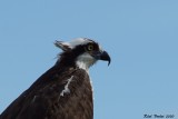 Balbuzard pêcheur (Osprey)