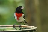 Cardinal à poitrine rose (Rose-breasted Grosbeak)
