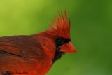Cardinal rouge (Northern Cardinal)