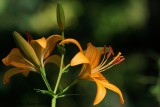 Lys