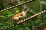 Troglodyte de caroline (Carolina Wren)