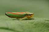 Graphocephala fennahi 