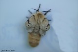 Lymantria dispar - des ailes en 7 minutes - wings in 7 minutes 