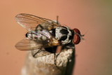 Anthomyia illocata 