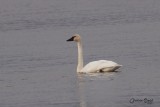 Cygne siffleur (Whistling Swan)