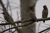 Jaseur boréal (Bohemian Waxwing)