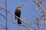 Quiscale rouilleux (Rusty Blackbird)