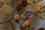 Sizerin flammé (Common Redpoll)