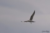Sterne de Forster (Forster's Tern)